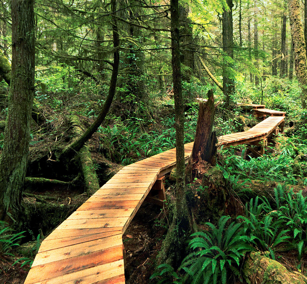 Boardwalk running through a dense forest in Vancouver Island, British Columbia.