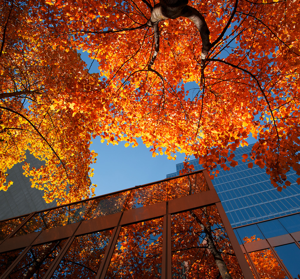 Autumn trees in Downtown Vancouver, Canada.